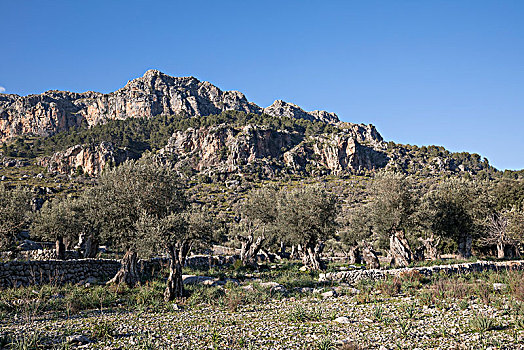 橄榄林,后面,石头,墙壁,马略卡岛,巴利阿里群岛,西班牙