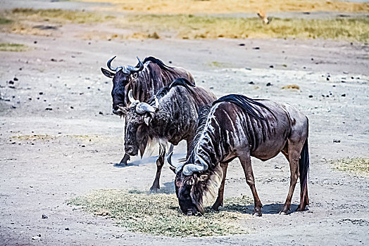 肯尼亚安博塞利国家公园角马生态环境