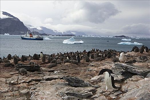 阿德利企鹅,生物群,游船,背景,南,奥克尼群岛