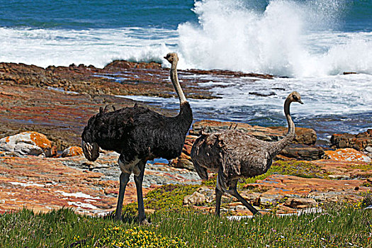 南方,鸵鸟,骆驼,一对,雄性,雌性,好望角,桌山国家公园,西海角,南非,非洲