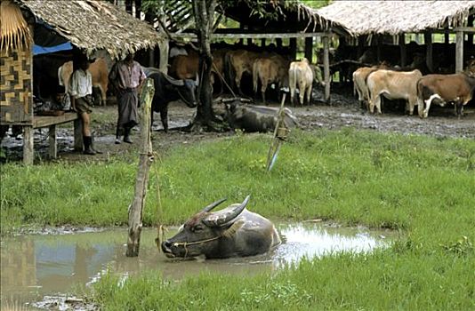 水牛,缅甸,亚洲