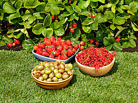 浆果,碗,花园,草坪,草莓