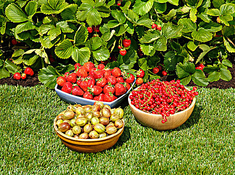 漿果,碗,花園,草坪,草莓