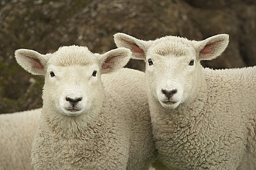 特写,两个,羊羔