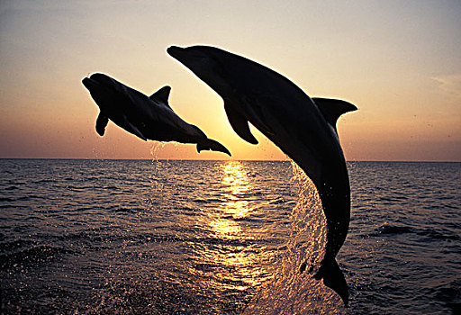 宽吻海豚,成年,跳跃,日落,洪都拉斯