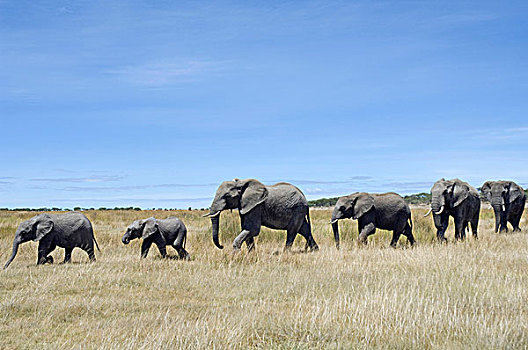 大象,非洲象,牧群,走,一个,文件,恩格罗恩格罗,坦桑尼亚,非洲