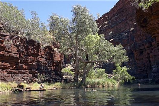 游泳,安静,游泳池,峡谷,卡瑞吉尼国家公园,区域,西澳大利亚