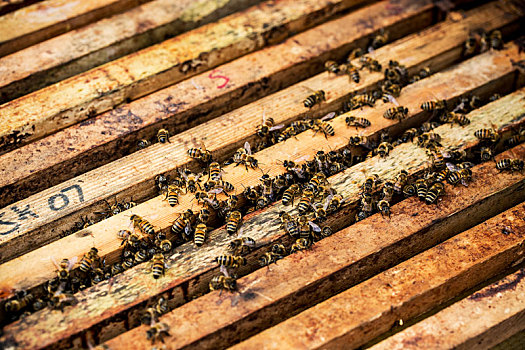 特写,蜜蜂,蜂窝,木质,蜂巢