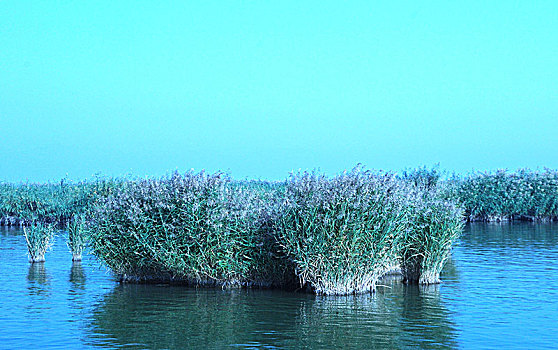 沙湖,湖,芦苇