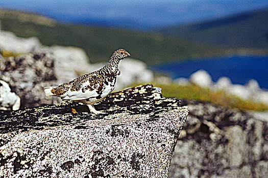 雷鸟,冬天,羽毛,不列颠哥伦比亚省,加拿大