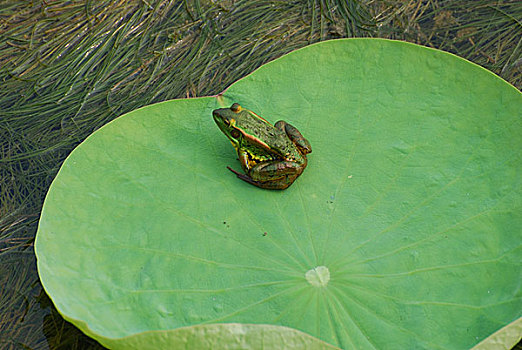 睡莲叶子上的青蛙