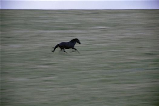 马,种马,普赖尔山野马放牧区,蒙大拿
