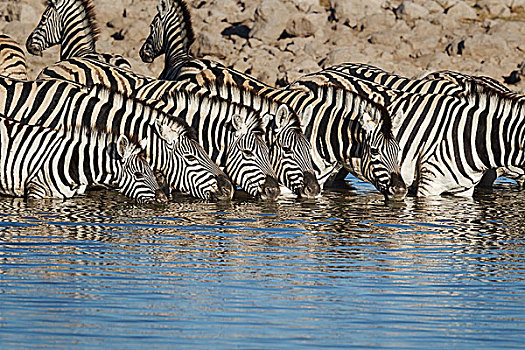 斑马,喝,水潭,埃托沙国家公园,纳米比亚,非洲