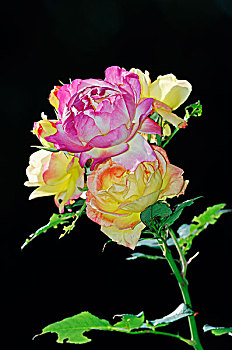 藤蔓玫瑰,粉色,花