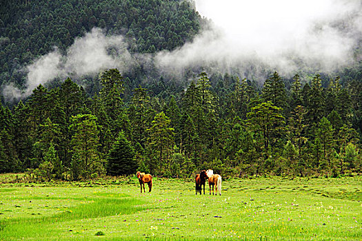 绿地云山马