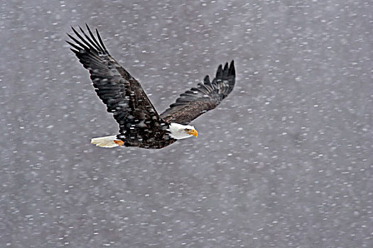 美国,阿拉斯加,契凯特白头鹰保护区,白头鹰,飞,暴风雪