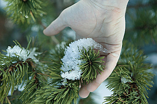 手,接触,雪,松树,枝条