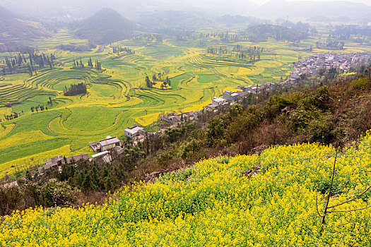 云南罗平油菜花田园风光