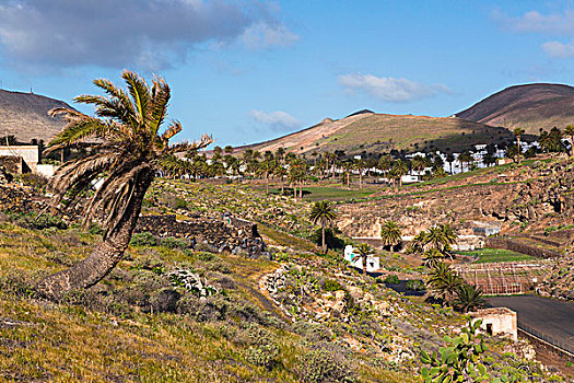 山谷,棕榈树,城镇,兰索罗特岛,加纳利群岛