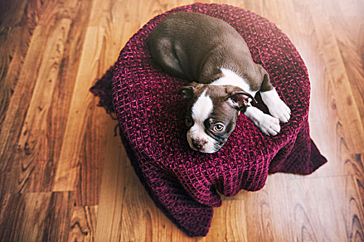 俯拍,波士顿犬,小狗,躺着,紫色,毯子