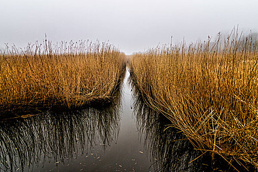 平和,草,水中,丹麦