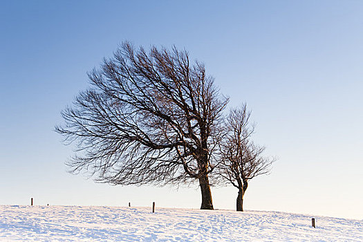 弯曲,山毛榉树,冬天,黑森林,巴登符腾堡,德国