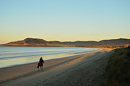 男人,骑,马,弗雷德里克,湾,七英里海滩,塔斯马尼亚,澳大利亚