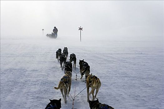 挪威,旅行,上方,山峦,狗拉雪橇,引导,老兵,探索者