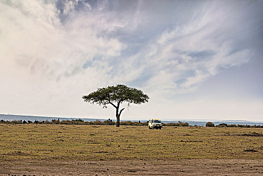 非洲草原,金合欢树