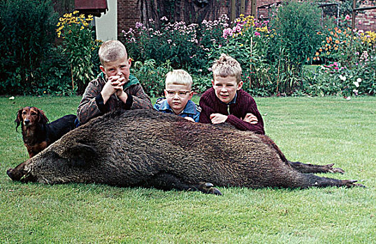 三个男孩,猪