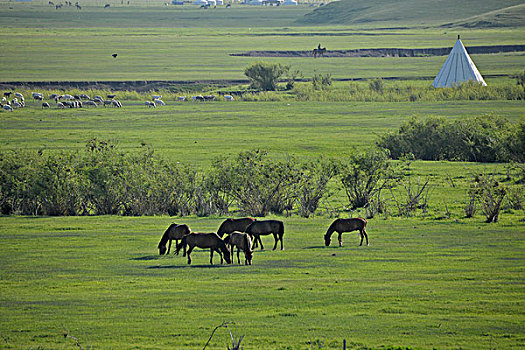 内蒙古呼伦贝尔,中国第一曲水,莫尔格勒河畔金帐汗蒙古部落草原的马群