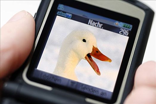手机,照片,鸭子,象征意义,使用,短信