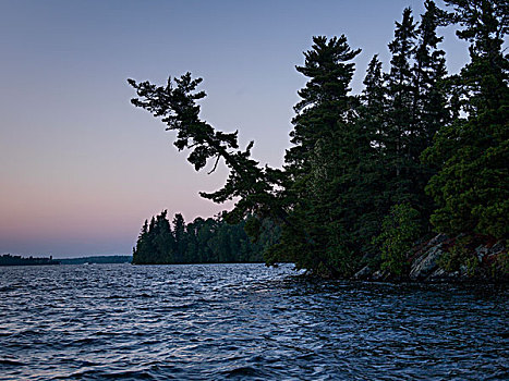 常青树,湖岸,湖,木头,安大略省,加拿大
