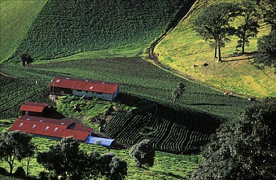 种植,风景,哥斯达黎加
