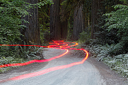 车灯,凹凸不平,道路,红杉,加利福尼亚,海岸,美国