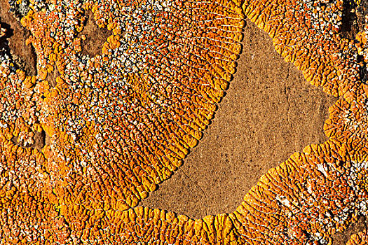 苔藓,岩石上,红岩,艾伯塔省,加拿大