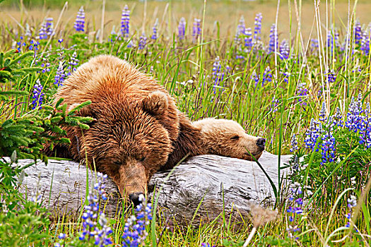 母熊,幼兽,棕熊,科迪亚克熊,熊,睡觉,登录,地点,羽扇豆,花,湖,国家公园,阿拉斯加,美国