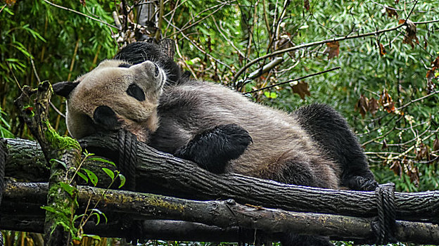 雄性大熊猫午休