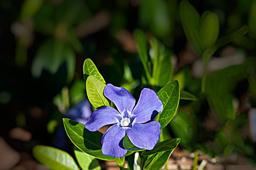 长春花属植物,野花