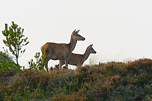 赤鹿,雌鹿,鹿属,鹿,石荷州,德国