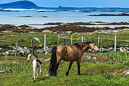 母马,小马,马,围场,海岸,康纳玛拉,爱尔兰,欧洲