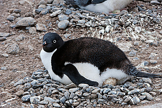 阿德利企鹅,布朗布拉夫,南极半岛,南极
