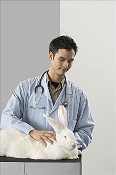 兽医,检查,巨大,兔子