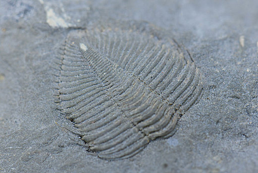 湖北宣恩发现5,6亿年前远古动物三叶虫化石