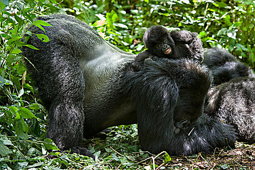 山地大猩猩,大猩猩,银背大猩猩,滑动,一个,一半,幼仔,背影,国家,卢旺达