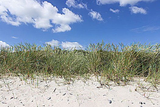 滨草,沙滩,波罗的海