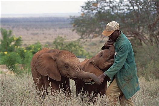 非洲象,看护,护理,婴儿,东察沃国家公园,肯尼亚