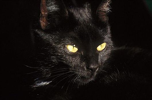 黑猫,宠物,眼睛,动物