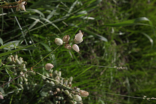 绳子草花