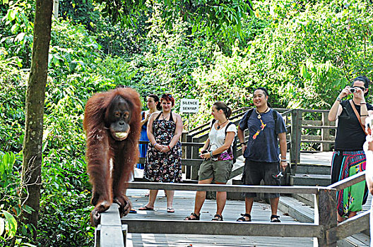 malaysia,borneo,sepilok,tourist,taking,pictures,of,orangutan